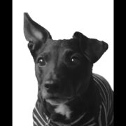Bella Kabala - Dog Solicitor